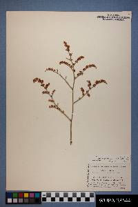 Eriogonum leptocladon image